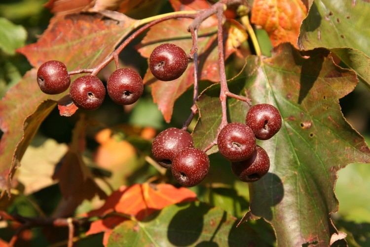 Sorbus torminalis Sorbus torminalis L Crantz Checklist View