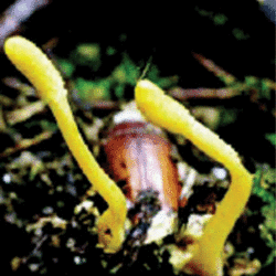 Sordariomycetes tolweborgtreeToLimagescordycepsscarabaeicola