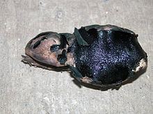 Sordariomycetidae httpsuploadwikimediaorgwikipediacommonsthu