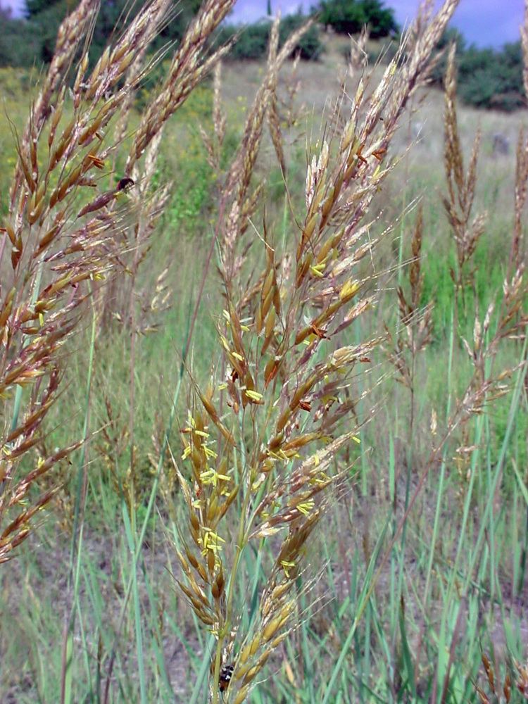 Sorghastrum nutans Vascular Plants of the Gila Wilderness Sorghastrum nutans