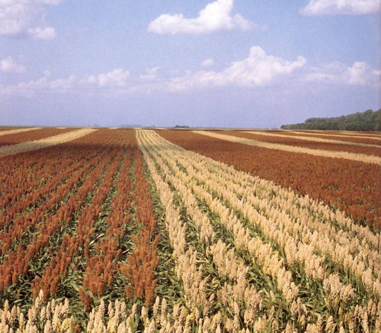 Sorghum production in Chad