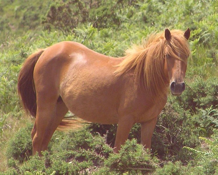 Sorrel (horse)