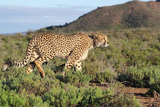South African cheetah 10 Best Places To See Cheetahs In South Africa