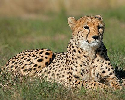 South African cheetah South Africa Cheetahs