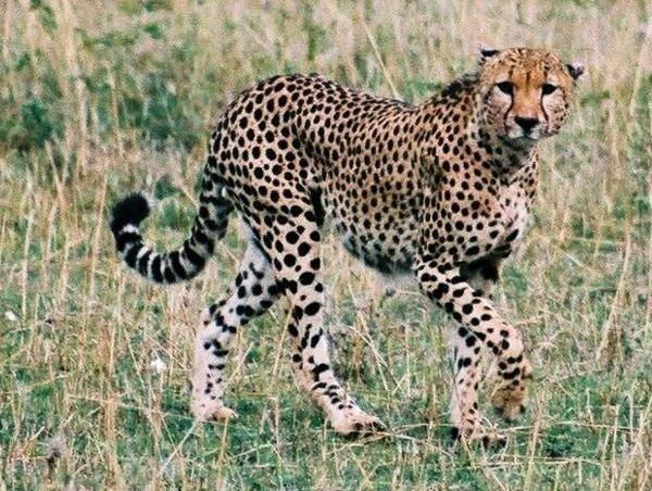 South African cheetah South African Cheetah Acinonyx jubatus Photo
