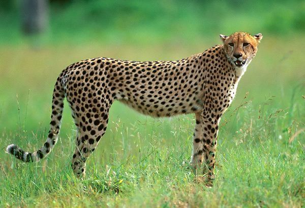 South African cheetah atozanimalsnetwpcontentuploads201604southa