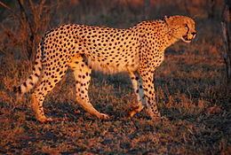 South African cheetah South African cheetah Wikipedia