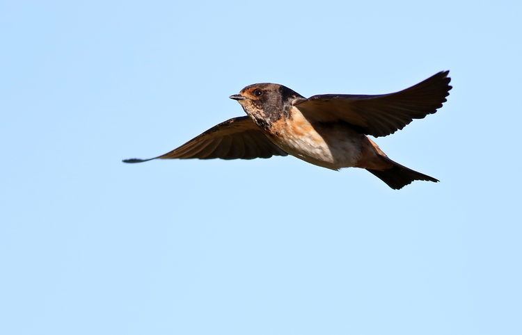 South African cliff swallow FileSouth African cliff swallow Petrochelidon spilodera at