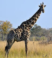 South African giraffe httpsuploadwikimediaorgwikipediacommonsthu