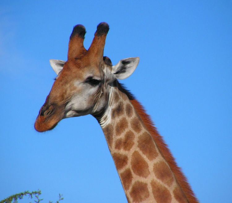 South African giraffe FileSouth African Giraffe headjpg Wikimedia Commons