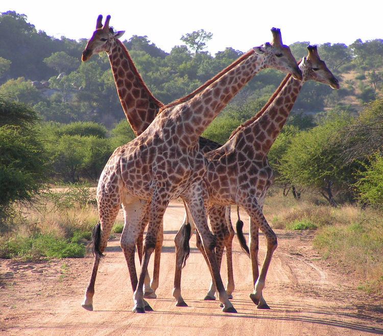 South African giraffe FileSouth African Giraffes fightingjpg Wikimedia Commons