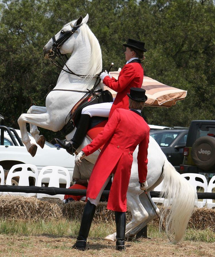 South African Lipizzaners