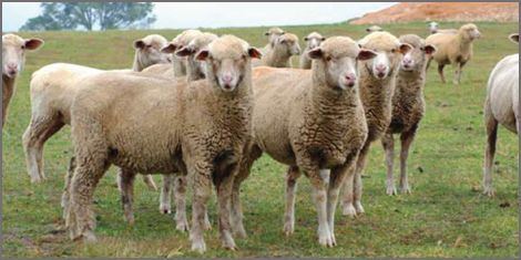 South African Meat Merino South African Meat Merino Sheep