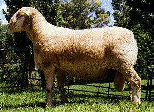 South African Meat Merino Breeds of Livestock South African Mutton Merino Breeds of