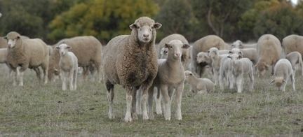 South African Meat Merino Australian Prime SAMM Association Central Division About Us