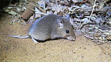 South African pouched mouse httpsuploadwikimediaorgwikipediacommonsthu