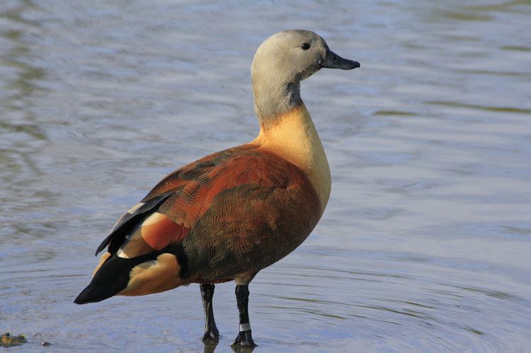 South African shelduck South African Shelduck by Tinap on DeviantArt