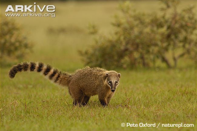 South American coati cdn2arkiveorgmediaCDCD30A0AED19F409994359