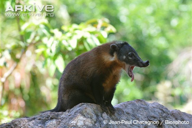 South American coati South American coati photo Nasua nasua G66487 ARKive