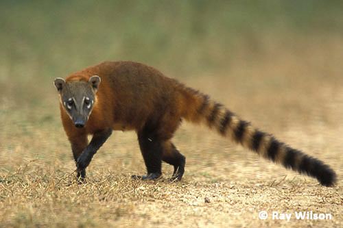 South American coati South American Coati Nasua nasua Ray Wilson39s Bird amp Wildlife