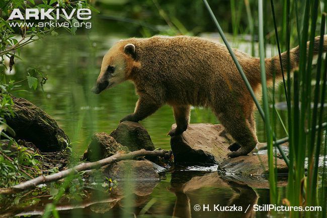 South American coati South American coati photo Nasua nasua G68541 ARKive