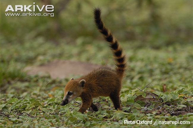 South American coati South American coati videos photos and facts Nasua nasua ARKive