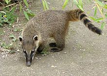 South American coati South American coati Wikipedia