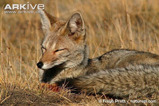 South American fox South American grey fox photo Pseudalopex griseus G64904 ARKive