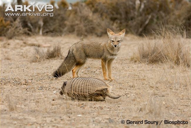 South American fox South American grey fox photo Pseudalopex griseus G65830 ARKive