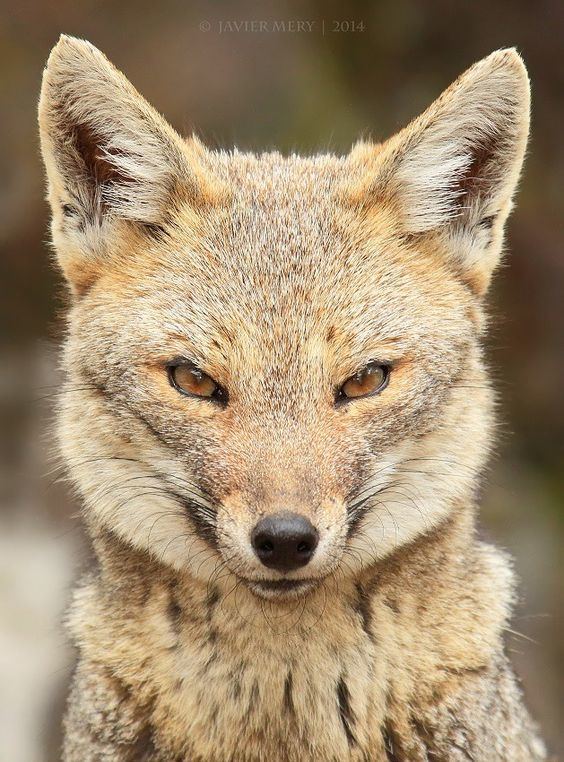 South American fox The South American gray fox Lycalopex griseus also known as the