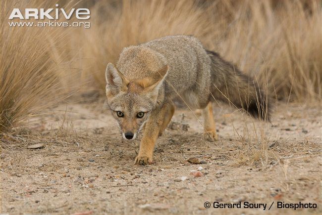 South American fox South American grey fox photo Pseudalopex griseus G65177 ARKive