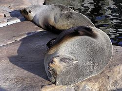 South American fur seal South American fur seal Wikipedia