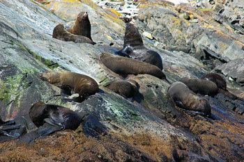 South American fur seal South American Fur Seal The Animal Files