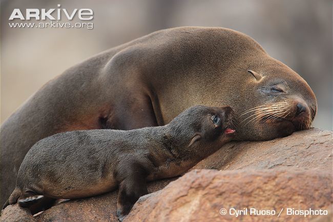South American fur seal South American fur seal photo Arctocephalus australis G85183