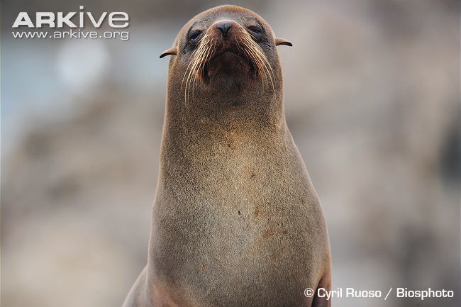 South American fur seal South American fur seal videos photos and facts Arctocephalus