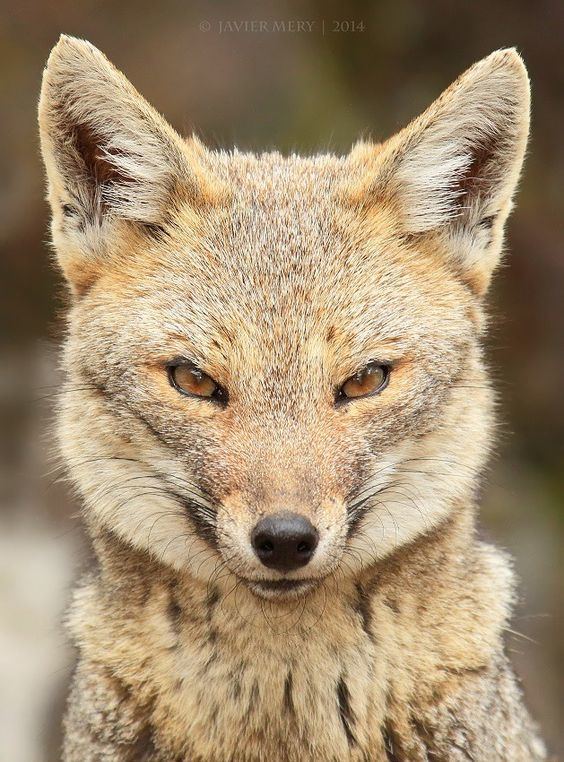 South American gray fox The South American gray fox Lycalopex griseus also known as the