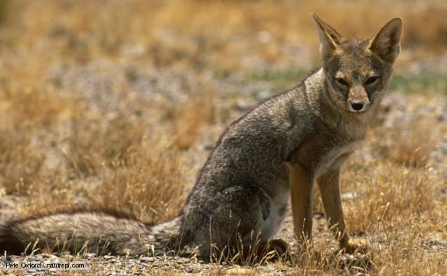 South American gray fox BBC Nature South American grey fox videos news and facts