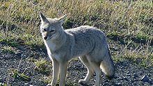South American gray fox httpsuploadwikimediaorgwikipediacommonsthu