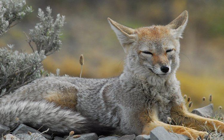 South American gray fox Gray Fox FOXES Pinterest America Latin america and Galleries