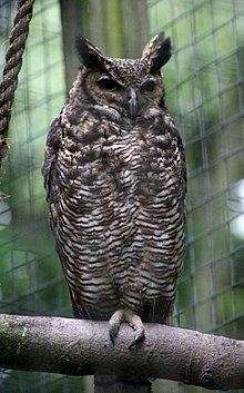 South American great horned owl httpsuploadwikimediaorgwikipediacommonsthu