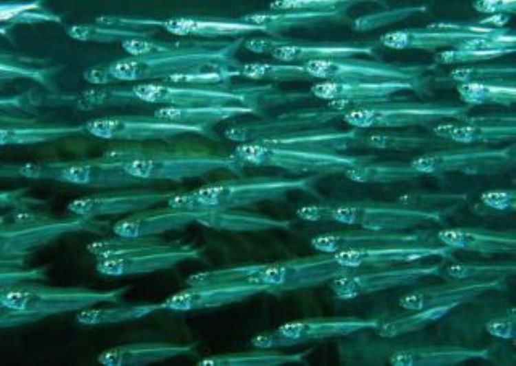 South American pilchard South American Pilchard Information and Picture Sea Animals