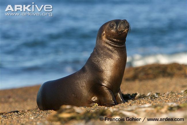 South American sea lion South American sea lion photos Otaria flavescens ARKive