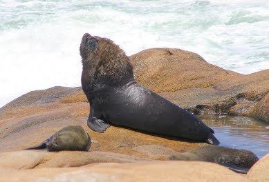 South American sea lion South American Sea Lion The Seals of Nam