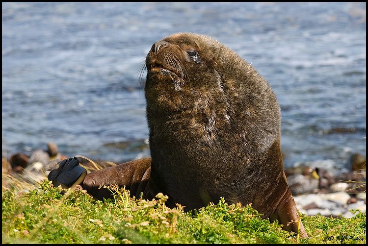 South American sea lion South American Sea Lion Page