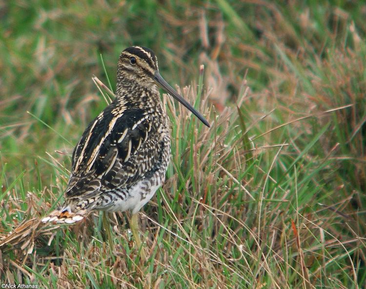 South American snipe antpittacom Photo Gallery Sandpipers Snipes etc