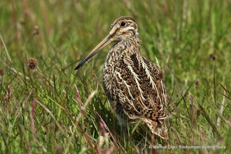 South American snipe South American Snipe Gallinago paraguaiae videos photos and sound