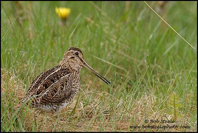 South American snipe Bob Steele Photography South American Snipe Gallinago paraguaiae