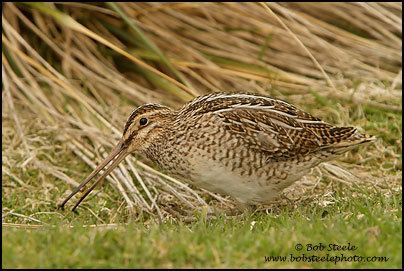 South American snipe Bob Steele Photography South American Snipe Gallinago paraguaiae