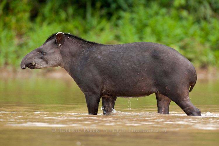 South American tapir South American Tapir Tapirus terrestris Photo Roberto Fabbri