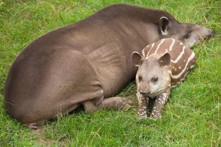 South American tapir Brazilian Tapir Facts for Kids